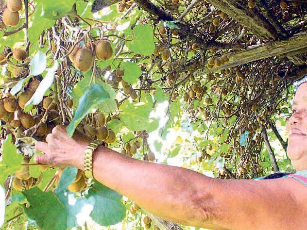 किबी खेतीमा आकर्षण